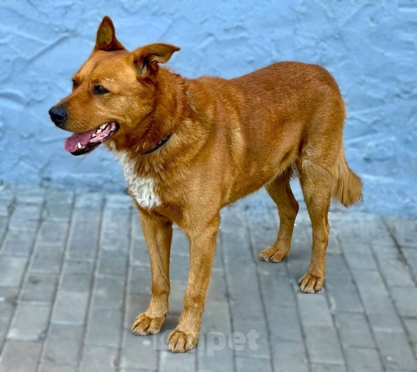 Собаки в Пушкино: Рыжий ищет дом Мальчик, Бесплатно - фото 8