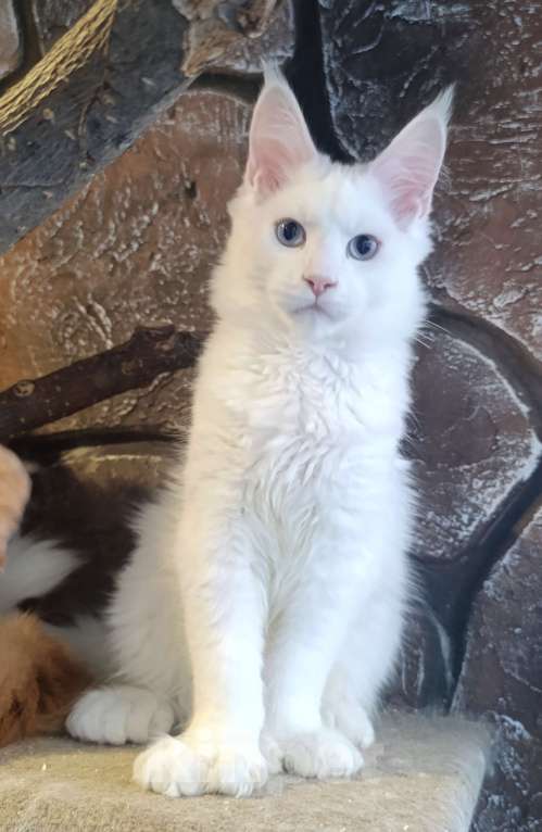 Кошки в Екатеринбурге: Котята Мейн Кун классика и полидакты Мальчик, 30 000 руб. - фото 8