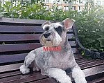 Собаки в Новосибирске: Цвергшнауцер Девочка, 45 000 руб. - фото 9
