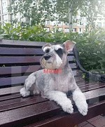 Собаки в Новосибирске: Цвергшнауцер Девочка, 45 000 руб. - фото 9