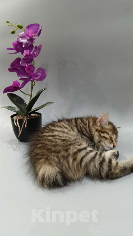 Кошки в Москве: Девочка  Курильченок Девочка, 40 000 руб. - фото 4