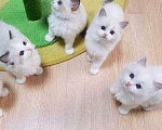Кошки в Москве: Кото-детки Рэгдолл Девочка, 35 000 руб. - фото 1