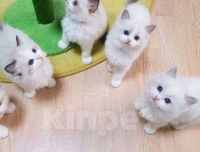Кошки в Москве: Кото-детки Рэгдолл Девочка, 35 000 руб. - фото 1