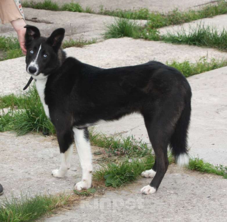 Собаки в Москве: Молоденький, верный Байкал надеется найти свою настоящую  семью Мальчик, Бесплатно - фото 4