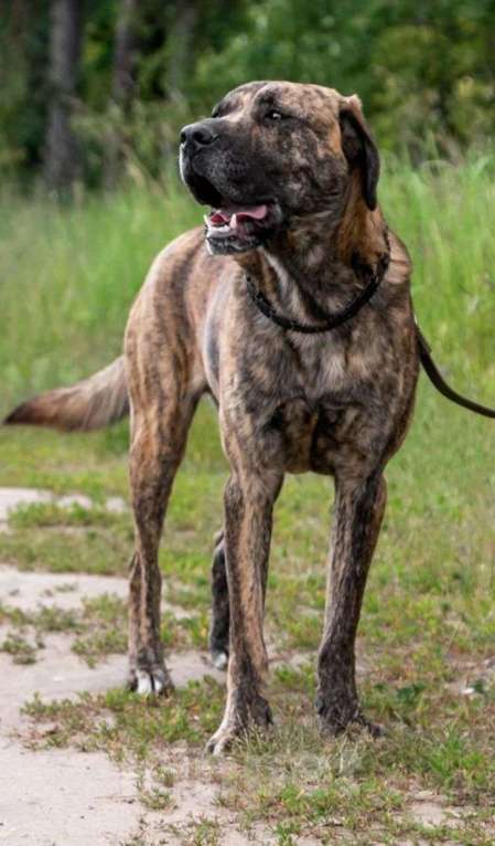 Собаки в Москве: Роскошный канарский дог по имени Лорд в добрые руки Мальчик, Бесплатно - фото 2