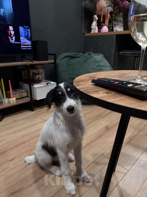 Собаки в Красногорске: В добрые руки щенок Девочка, Бесплатно - фото 2