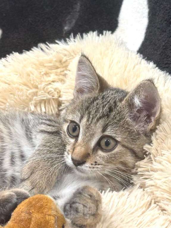 Кошки в Москве: Малыш Микки. Котенок в добрые руки. Мальчик, Бесплатно - фото 3