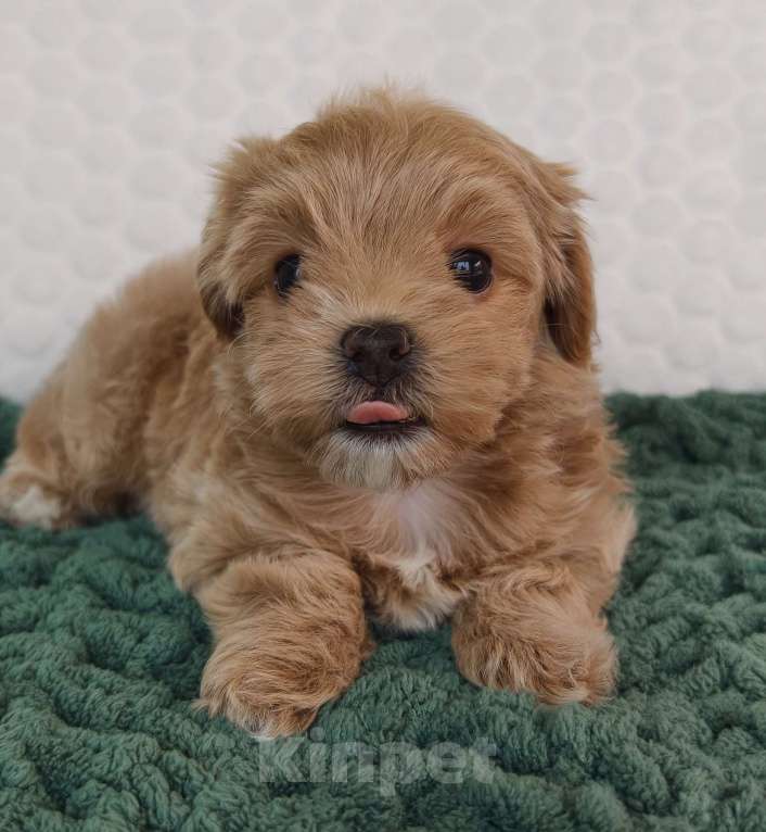 Собаки в Санкт-Петербурге: Щенки мальтипу f1 мини Девочка, Бесплатно - фото 7