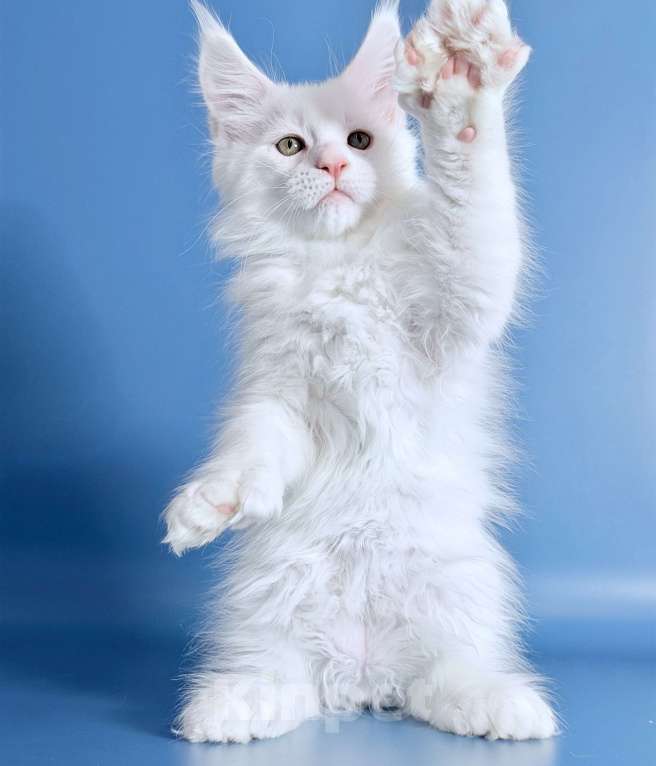 Кошки в других городах Московской области: Эксклюзив, белый кот полидакт. Мальчик, 110 000 руб. - фото 8