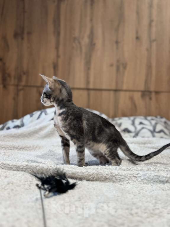 Кошки в Сочи: Ориентальный котёнок Мальчик, 30 000 руб. - фото 6