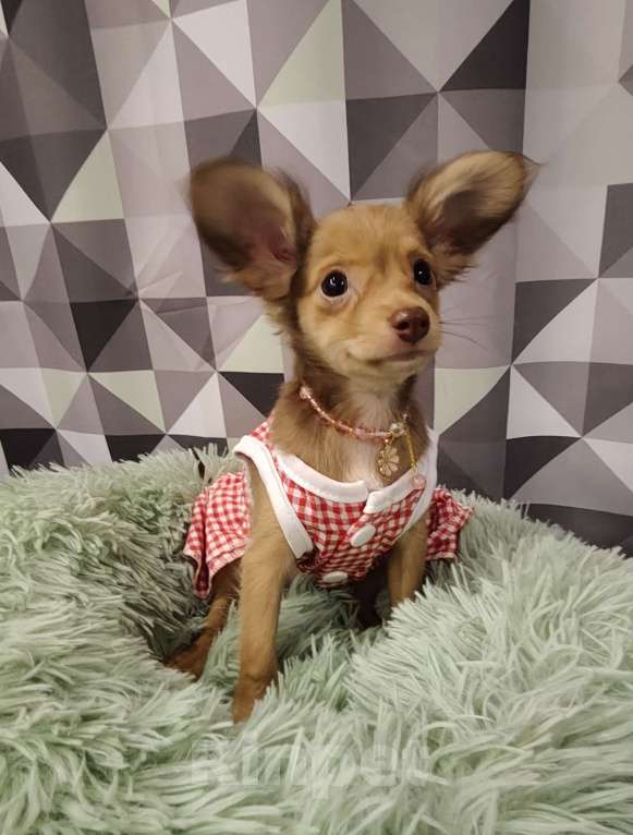 Собаки в Тюмени: Девочка тоечка😘 Девочка, 55 000 руб. - фото 8