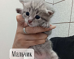 Кошки в Донецке: Мальчик Мальчик, Бесплатно - фото 1