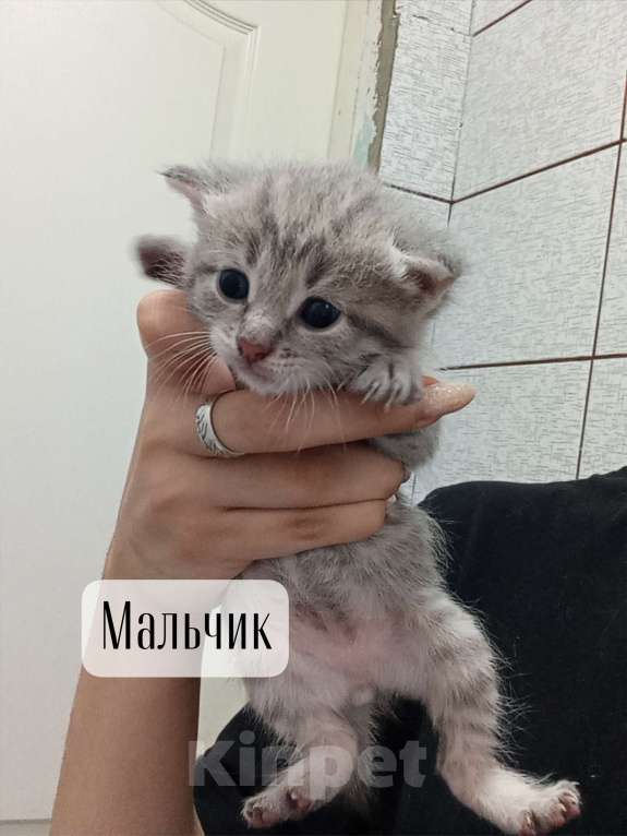 Кошки в Донецке: Мальчик Мальчик, Бесплатно - фото 1