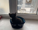 Кошки в Ростове-на-Дону: ✨Отдаю котенка в чистые руки🗿✨ Девочка, 100 руб. - фото 3
