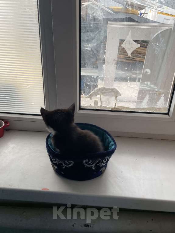 Кошки в Ростове-на-Дону: ✨Отдаю котенка в чистые руки🗿✨ Девочка, 100 руб. - фото 3