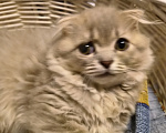 Кошки в Москве: Шотландские вислоухие котята Разнополые, 17 700 руб. - фото 1