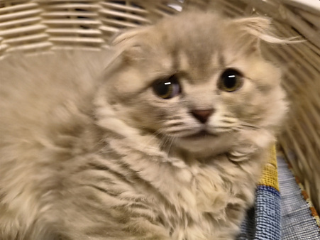 Шотландские вислоухие котята