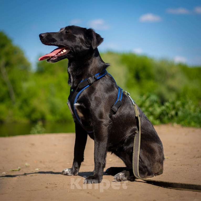 Собаки в Москве: Очаровательная миниатюрная Дея Девочка, Бесплатно - фото 5