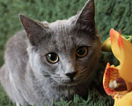 Кошки в Москве: Красавец Соло ищет дом! Мальчик, Бесплатно - фото 1