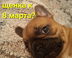 Собаки в Москве: Щенки французского бульдога Мальчик, 60 000 руб. - фото 8