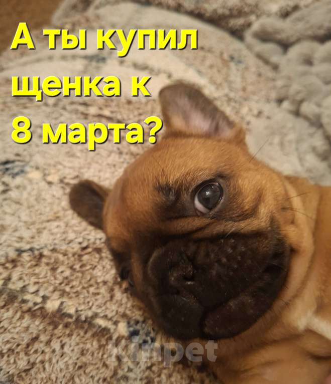 Собаки в Москве: Щенки французского бульдога Мальчик, 60 000 руб. - фото 8