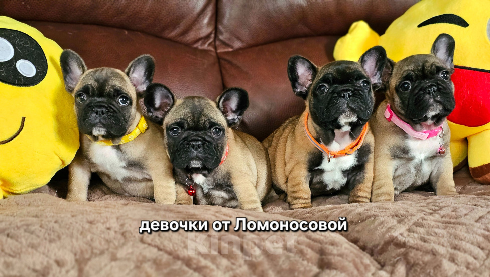 Собаки в Ногинске: Фраецузскмй Бульдог РКФ,щенки питомник Девочка, 120 000 руб. - фото 1