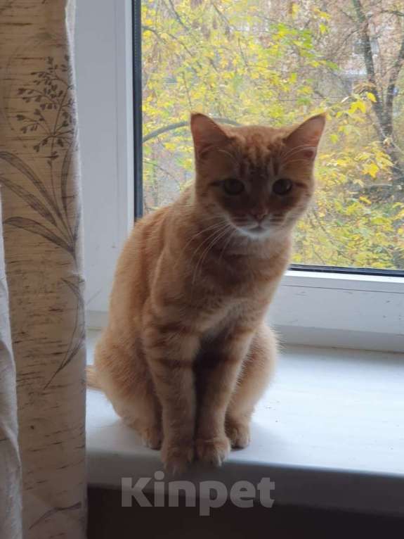 Кошки в Москве: Рыжая красавица Нюша в добрые руки! Девочка, Бесплатно - фото 6