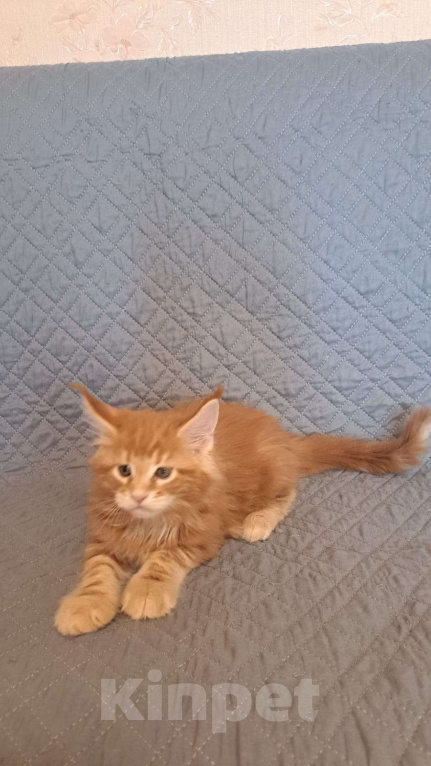 Кошки в Ярославле: Рыжый котенок Мальчик, 50 000 руб. - фото 2