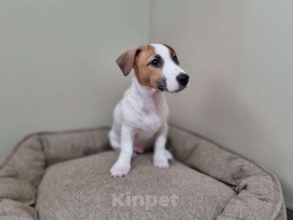 Собаки в Высоковске: Щенок джек-рассел-терьер Мальчик, 45 000 руб. - фото 1