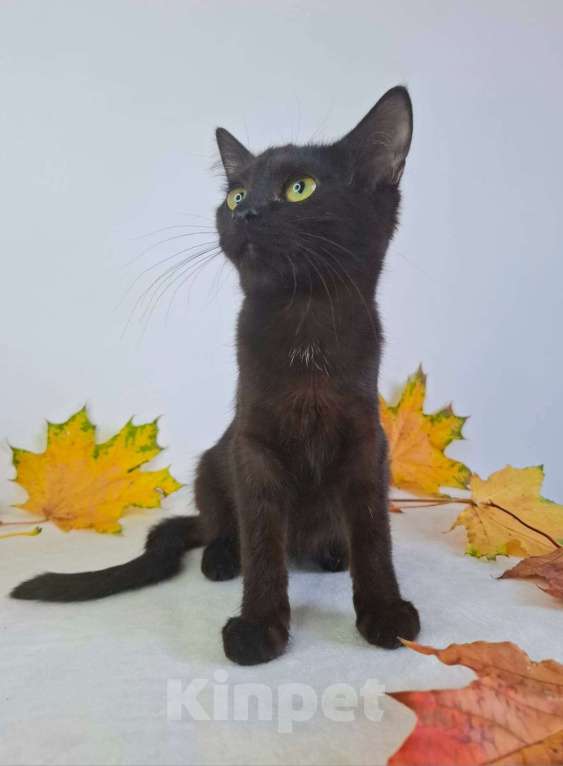 Кошки в Москве: Котёнок-подросток в добрые руки  Девочка, Бесплатно - фото 3