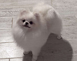 Собаки в Воронеже: Девочка померанского шпица Девочка, 100 000 руб. - фото 1