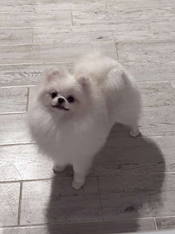 Девочка померанского шпица