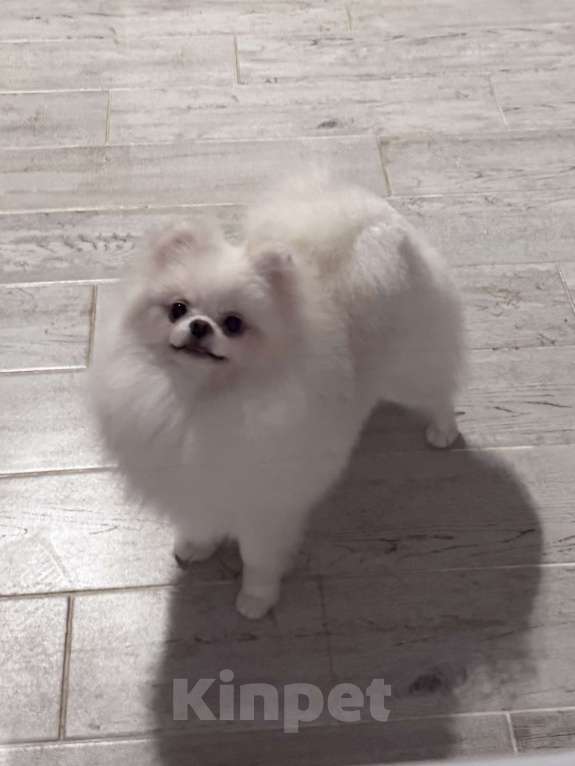 Собаки в Воронеже: Девочка померанского шпица Девочка, 100 000 руб. - фото 1