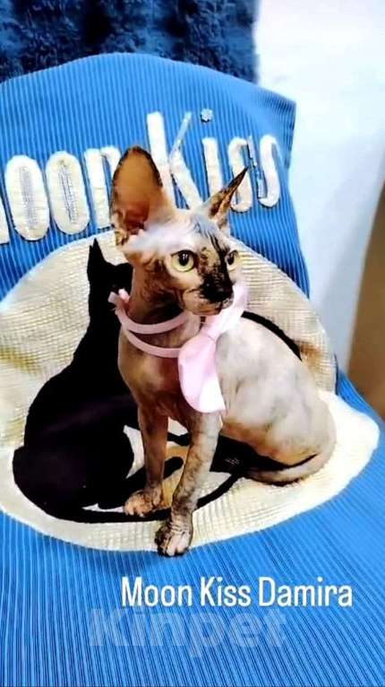 Кошки в Королеве: Очаровательная кошечка- канадский сфинкс Девочка, 30 000 руб. - фото 1