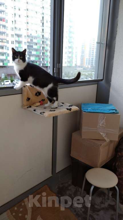 Кошки в Мурином: Кот в хорошие ркки Мальчик, 1 руб. - фото 3