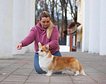 Собаки в Твери: Щенок Вельш Корги Пемброк Девочка, 50 000 руб. - фото 5