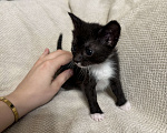 Кошки в Иваново: Котёнок кошечка родилась 5 апреля 2025г. Девочка, Бесплатно - фото 1
