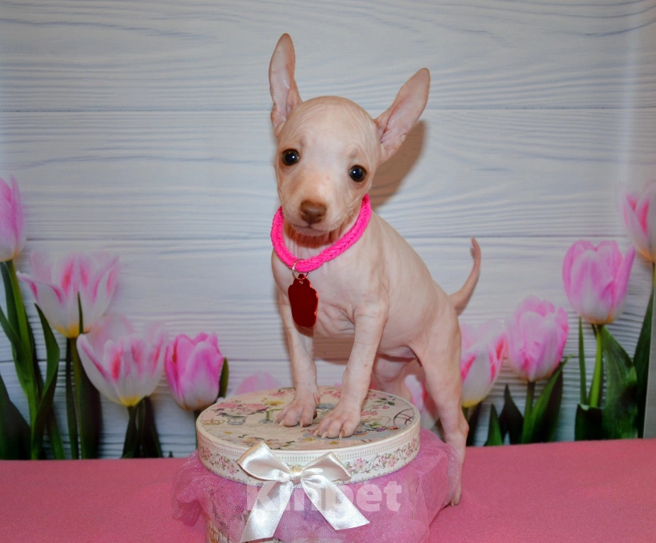 Собаки в Москве: Щенки американского голого терьера  Девочка, 30 000 руб. - фото 2