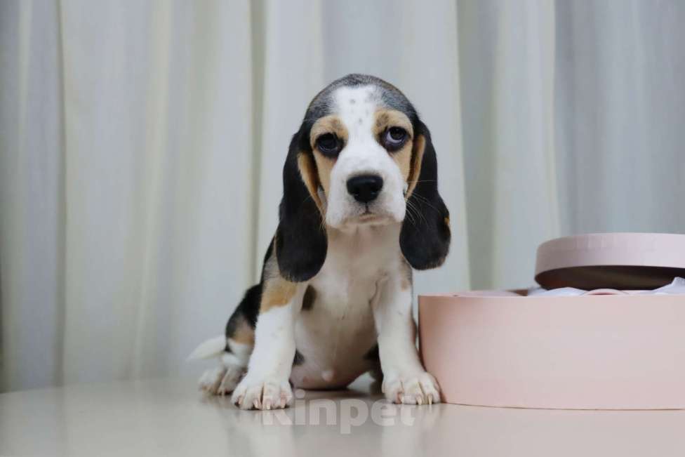 Собаки в Ростове-на-Дону: Девочка бигля в поисках семьи  Девочка, 30 000 руб. - фото 3