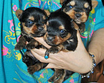 Собаки в Москве: Девочки йоркширского терьера Девочка, 50 000 руб. - фото 1