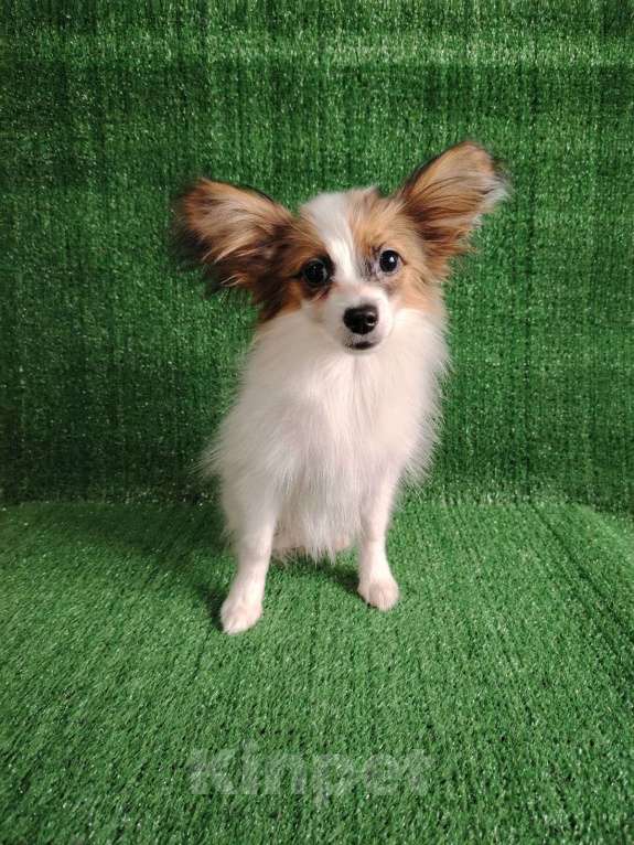 Собаки в Набережных Челнах: Папийон девочка Девочка, 25 000 руб. - фото 6