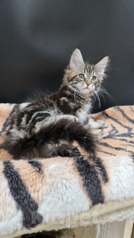 Кошки в Ижевске: Котята мейн-кун Мальчик, 65 000 руб. - фото 1