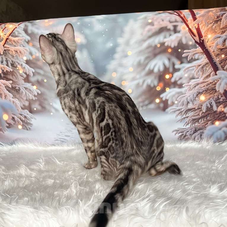 Кошки в Москве: Бенгальский котёнок серебро уголь Мальчик, Бесплатно - фото 9
