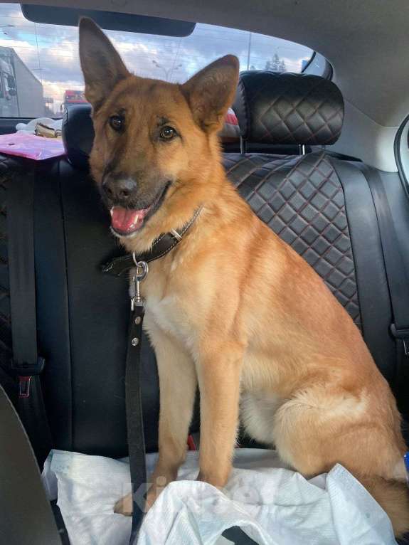 Собаки в Пушкино: Бэтти ищет дом! Мальчик, Бесплатно - фото 5