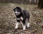 Собаки в Москве: Голубоглазый добрый мальчик Барошка 6 месяцев  Мальчик, 100 руб. - фото 7