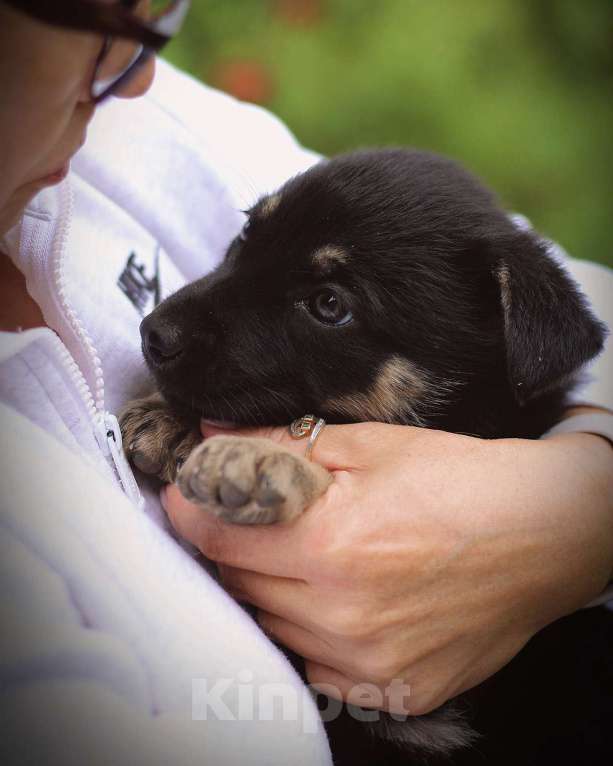Собаки в Москве: Щенки - девочки ищут дом! Девочка, Бесплатно - фото 4