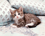 Кошки в Москве: Очаровательный котенок Милаш в добрые руки Мальчик, 1 руб. - фото 1