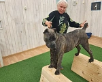 Собаки в Москве: Высокопородные щенки Кане-корсо Мальчик, 100 000 руб. - фото 8