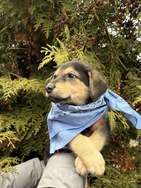Собаки в Москве:  Алмаз вашей души 2 мес ждет новогоднего чуда-дом! Мальчик, Бесплатно - фото 5