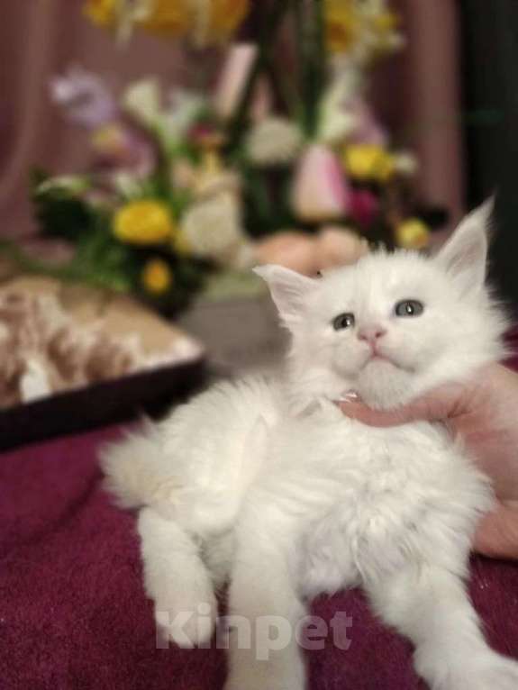 Кошки в Подольске: Белоснежное чудо, принесет в длм Счастье и Благополучие! Котенок мальчик добрый и очень умный. Мальчик, 15 000 руб. - фото 7